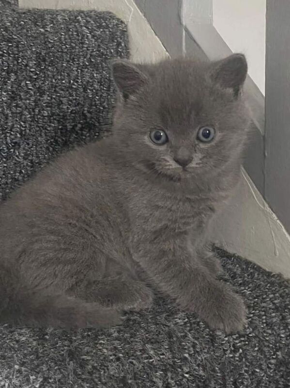 Kittens