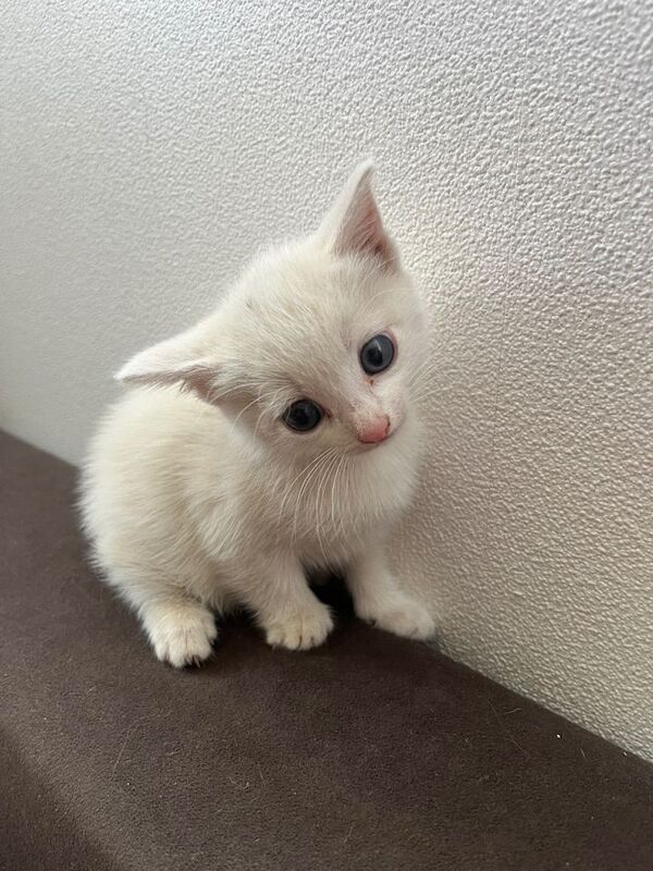 Kittens