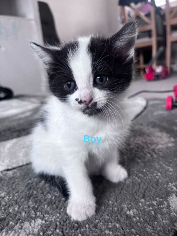British Shorthair Kittens For Sale