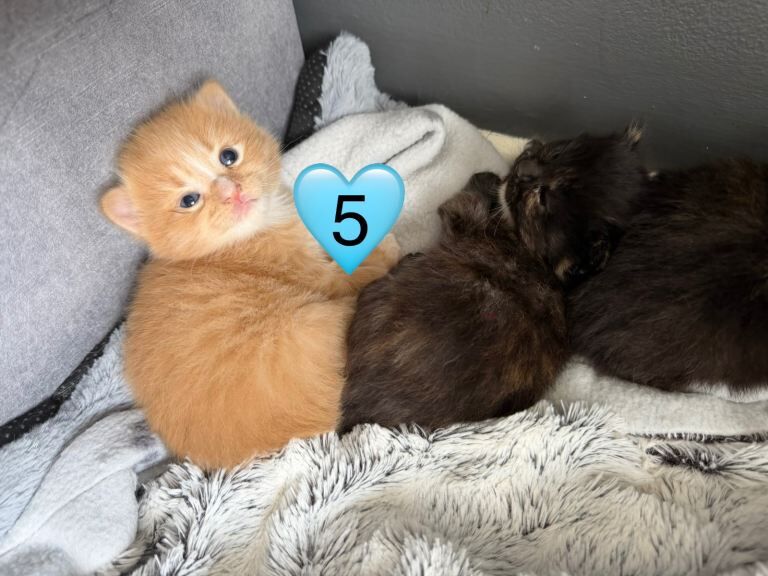 Kittens