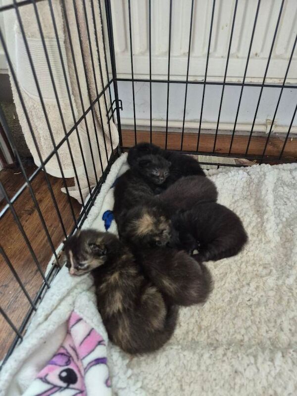British Shorthair Kittens For Sale