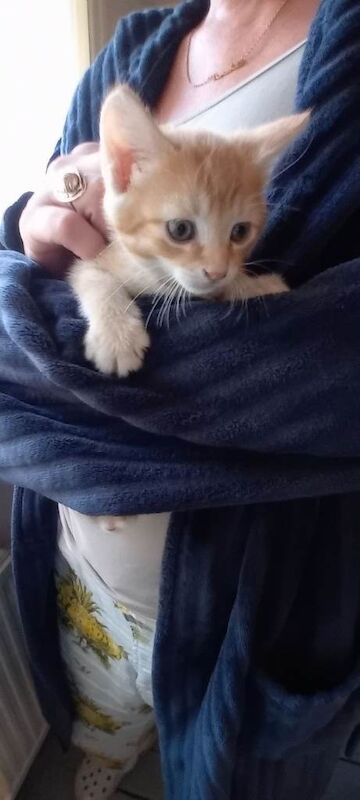 kittens