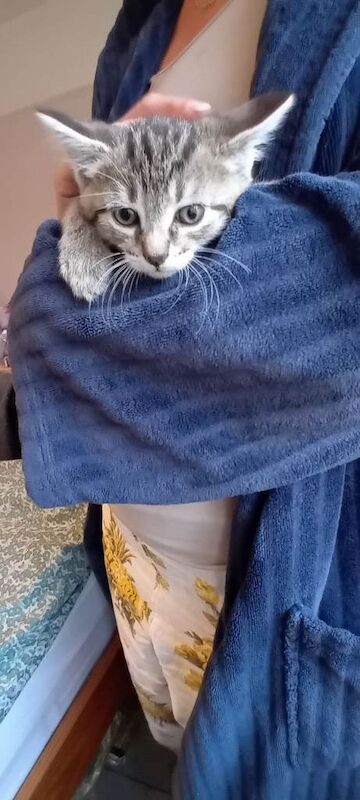 kittens - Image 2 of 3
