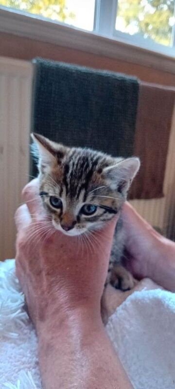 kittens - Image 3 of 3