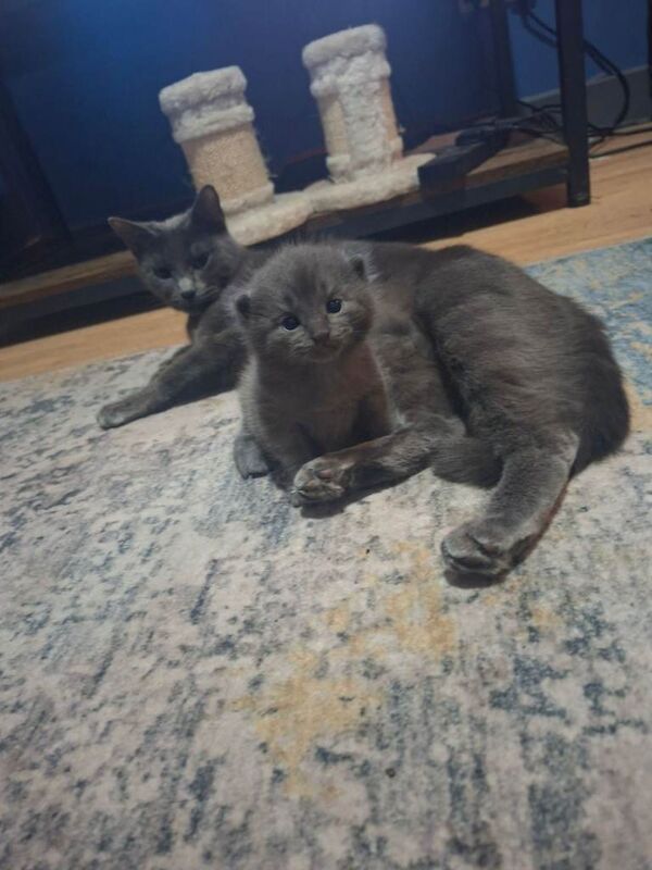 British Shorthair Kittens For Sale