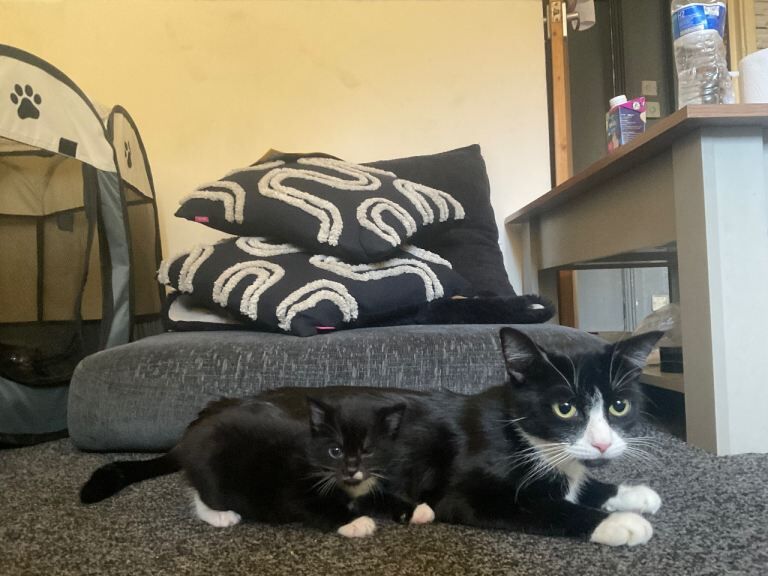 kittens