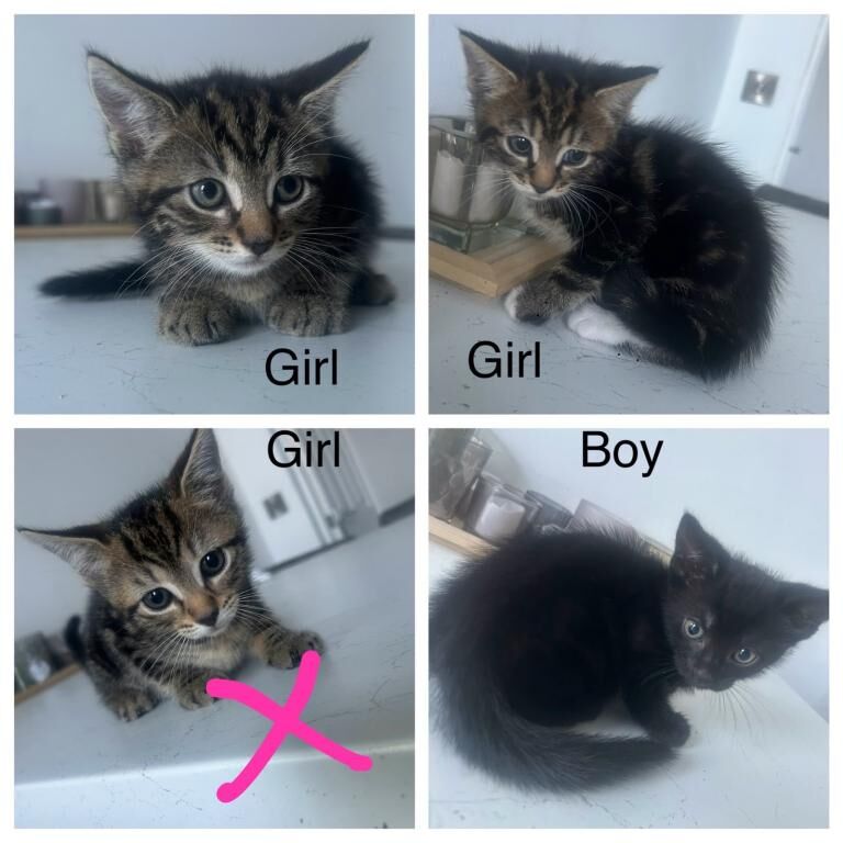 Kittens