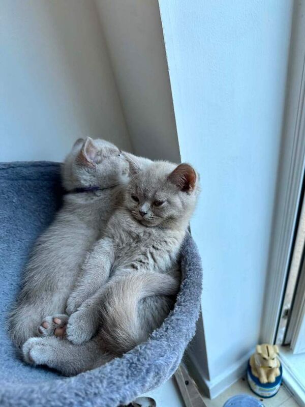 Kittens