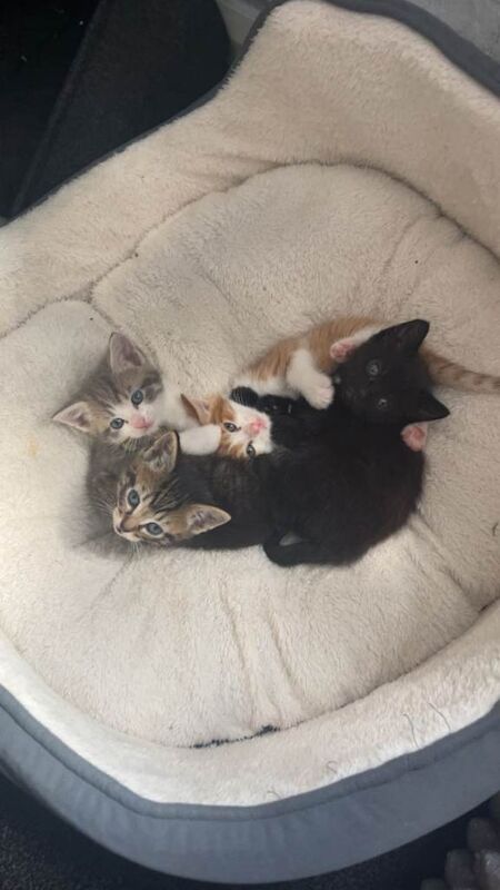 Kittens