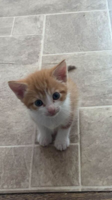 Kittens - Image 2 of 6