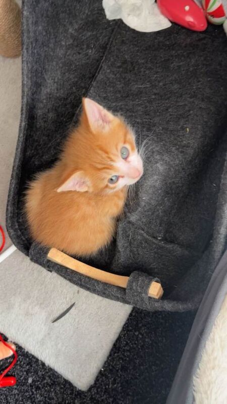 Kittens - Image 3 of 6