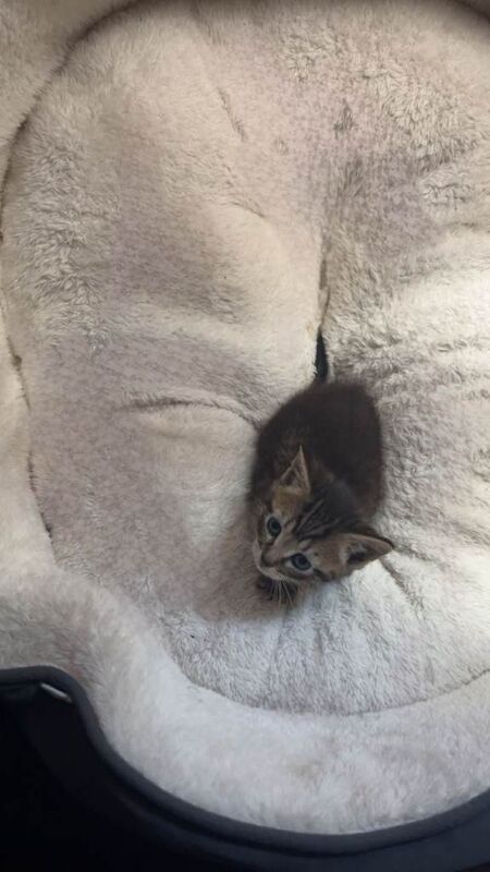 Kittens - Image 4 of 6