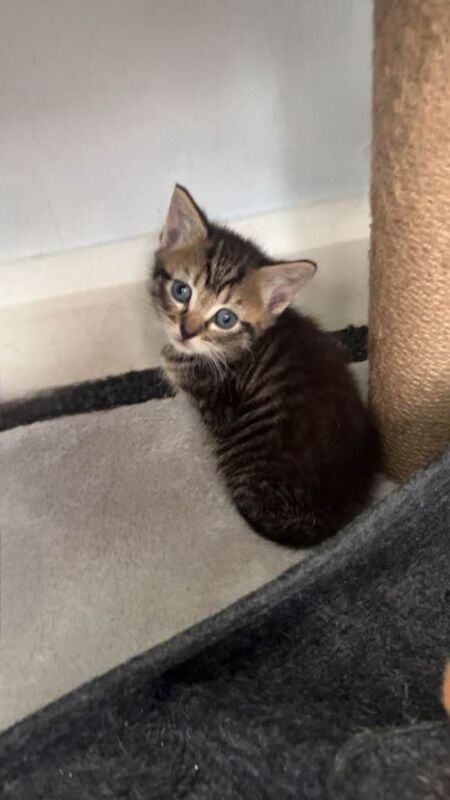 Kittens - Image 5 of 6