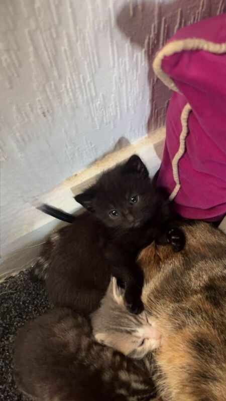 Kittens - Image 6 of 6