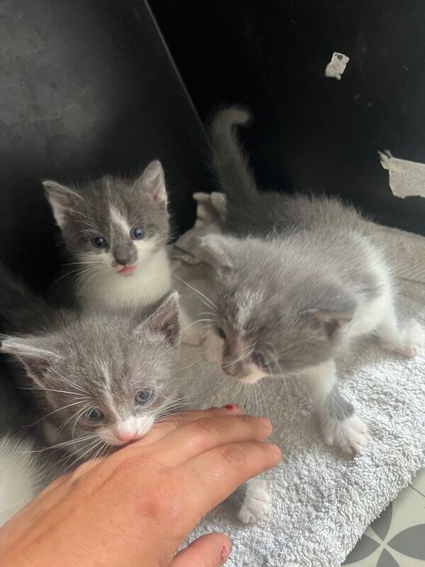 Kittens
