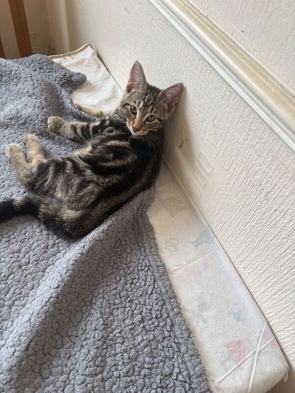 kittens