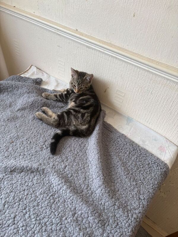 kittens - Image 2 of 6