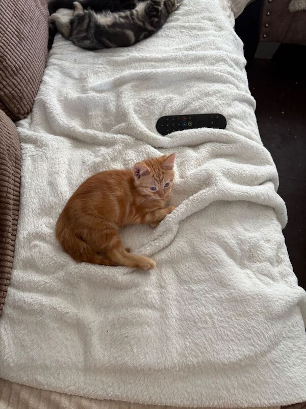 kittens - Image 3 of 6