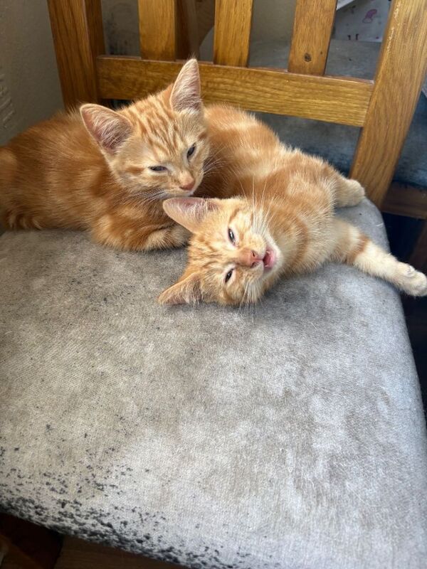 kittens - Image 4 of 6