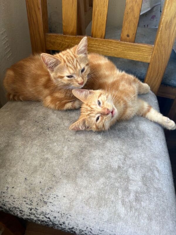 kittens - Image 5 of 6