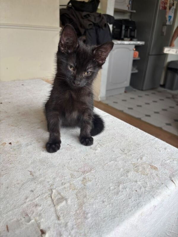 kittens - Image 6 of 6