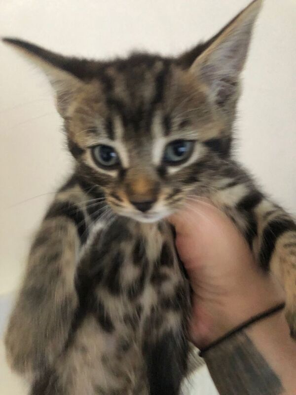 Kittens