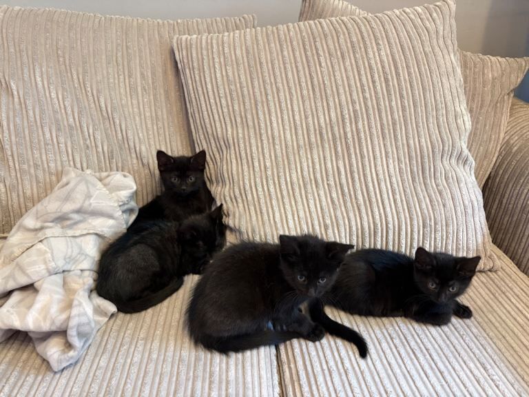 British Shorthair Kittens For Sale Under £300