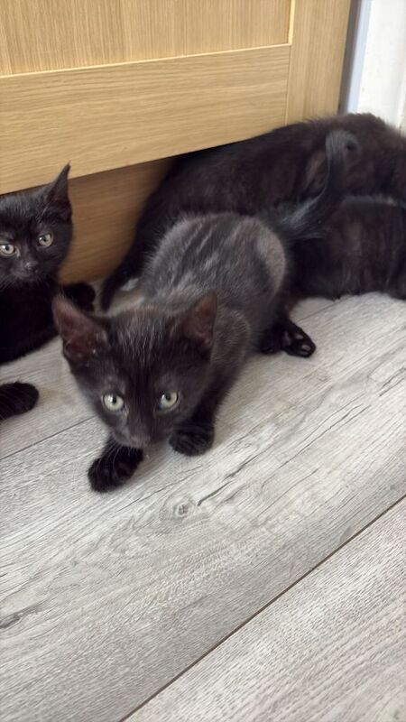Kittens 3 Girls left - Image 6 of 6