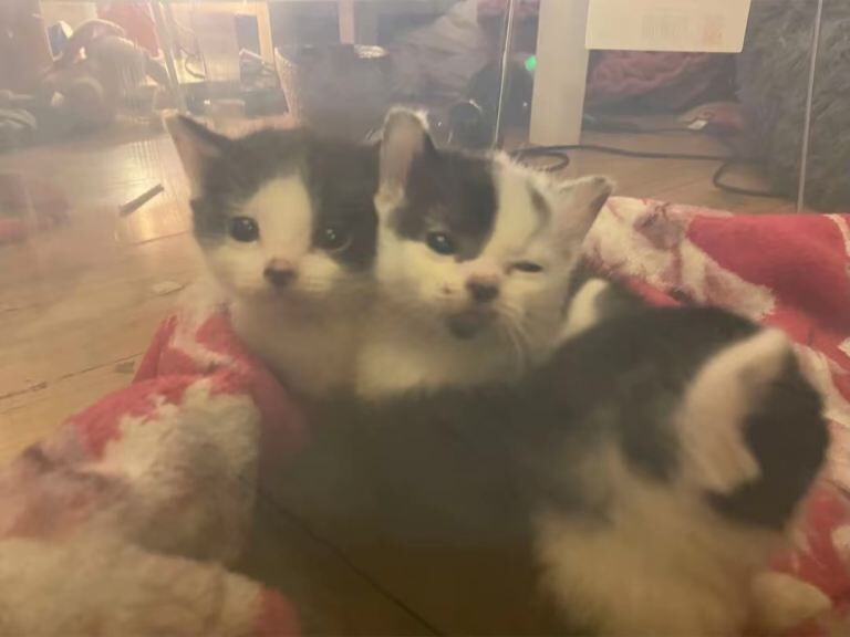 British Shorthair Kittens For Sale
