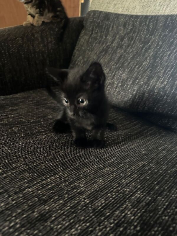 Kittens