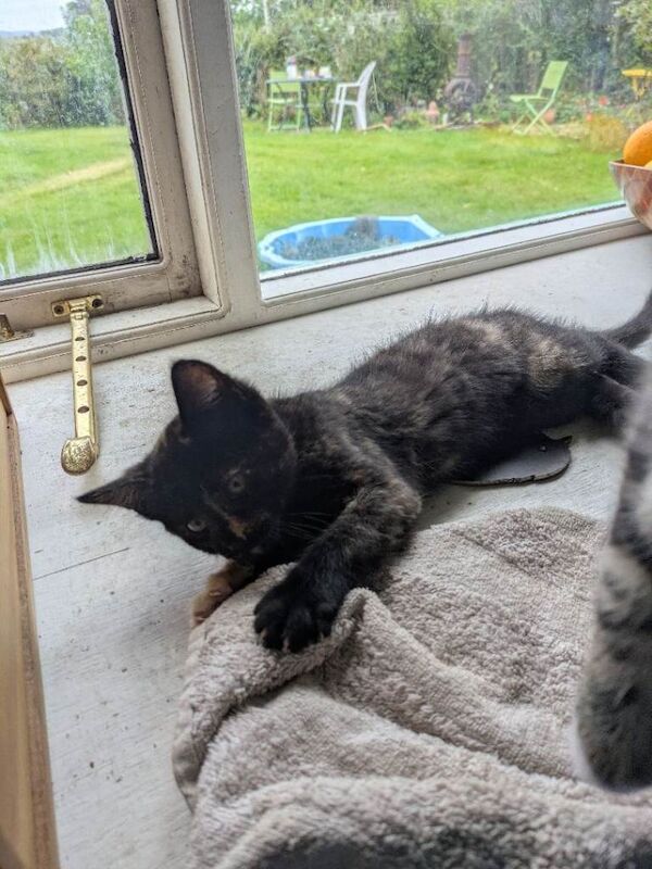 Kittens