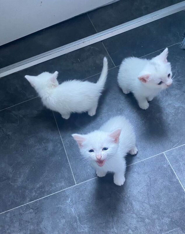 kittens
