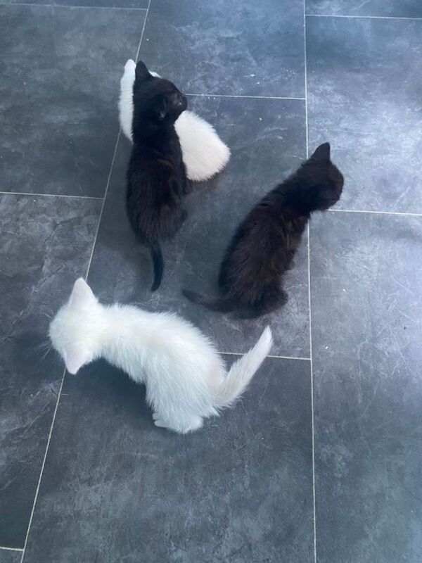 kittens - Image 3 of 3