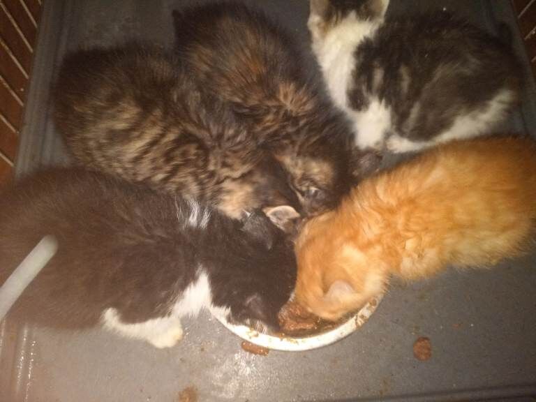 Kittens