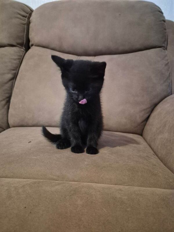 British Shorthair Kittens For Sale