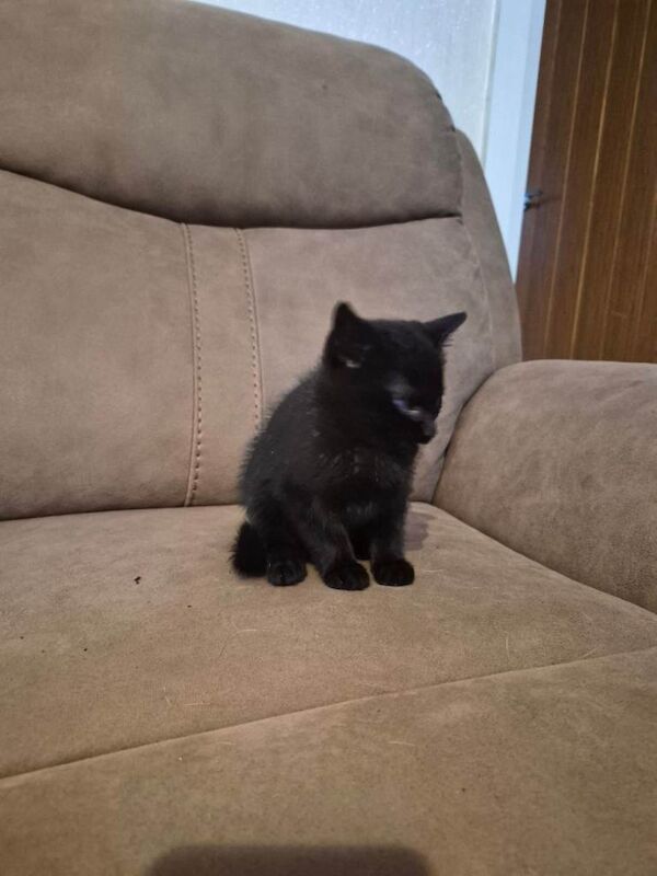 Kittens - Image 2 of 4