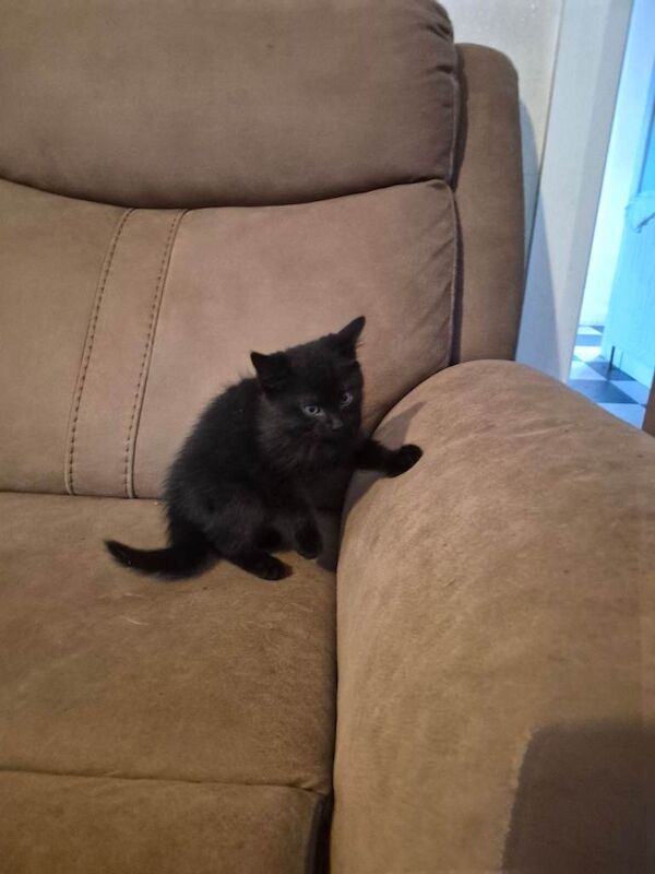 Kittens - Image 3 of 4