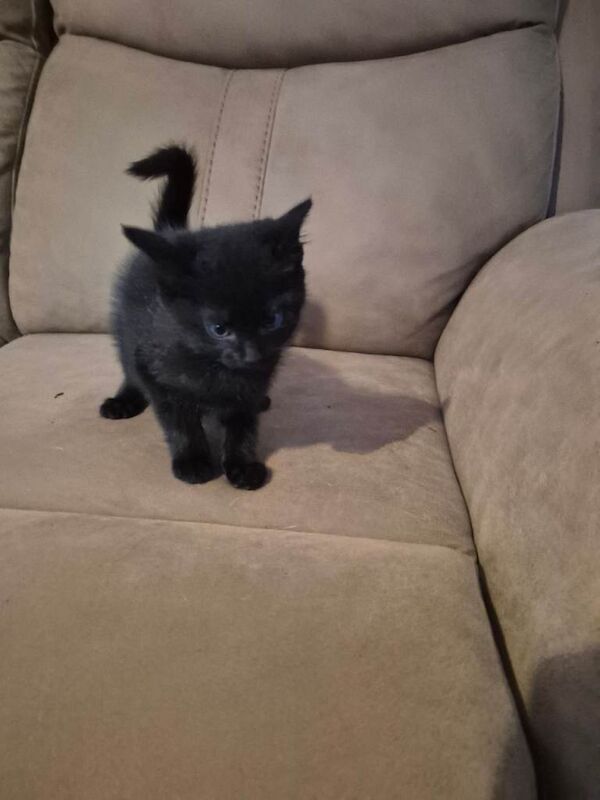 Kittens - Image 4 of 4