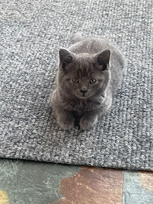 Kittens