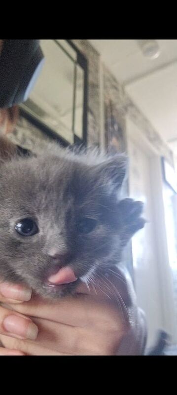 Kittens 4 for sale in Ilford, Greater London