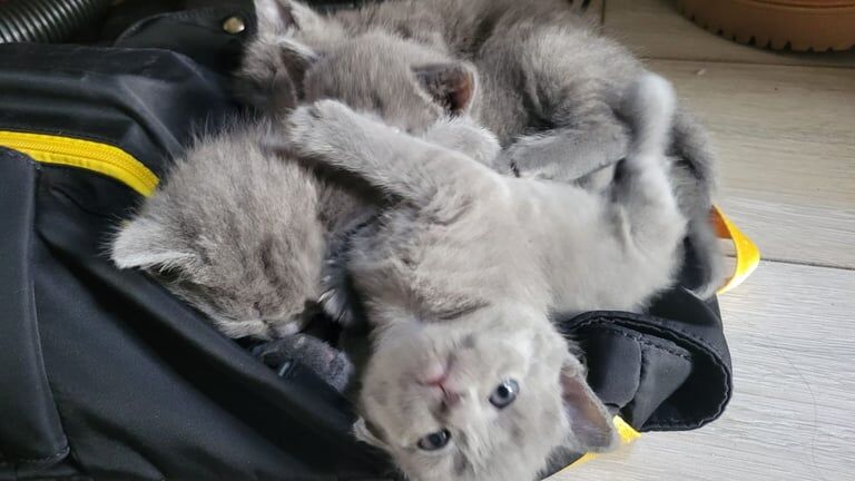 Kittens 4 for sale in Ilford, Greater London - Image 2