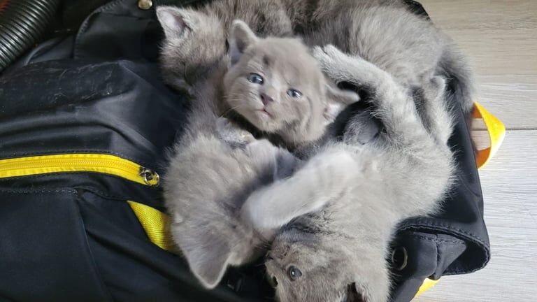Kittens 4 for sale in Ilford, Greater London - Image 3