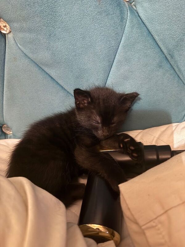 Kittens 6 weeks and 2 days old