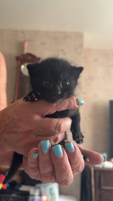 Kittens 6 weeks and 2 days old - Image 3 of 4