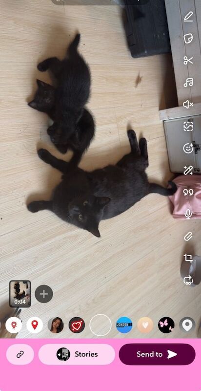 Kittens 6 weeks and 2 days old - Image 4 of 4
