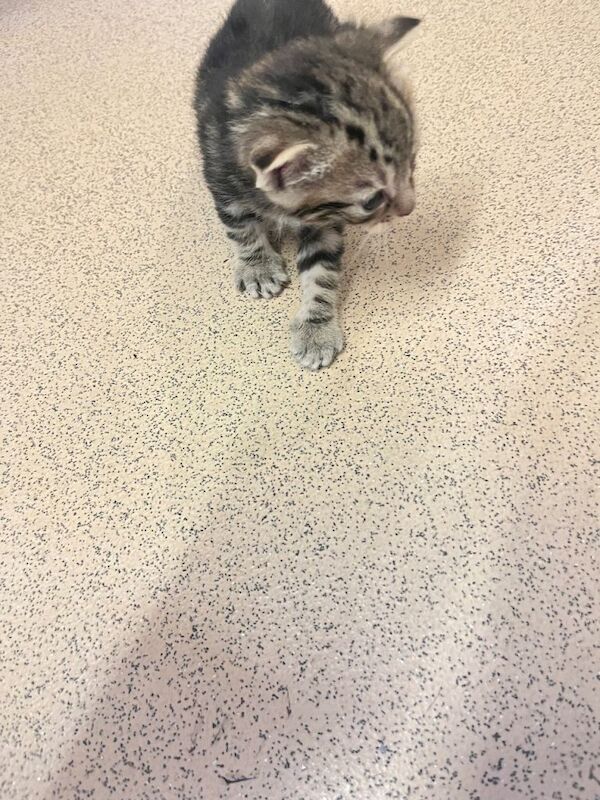 Kittens £60 ONO (Male & and Female) Ready To Leave NOW