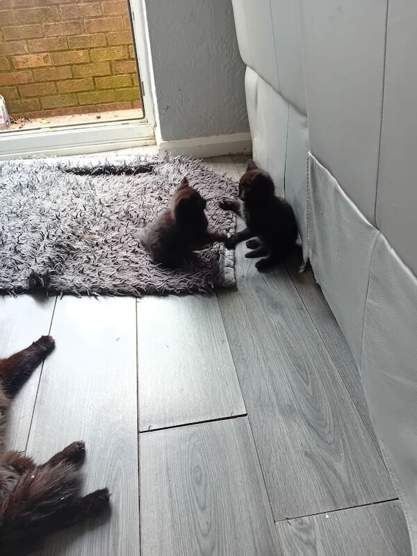 Kittens 9 weeks old for sale in New Basford, Nottinghamshire