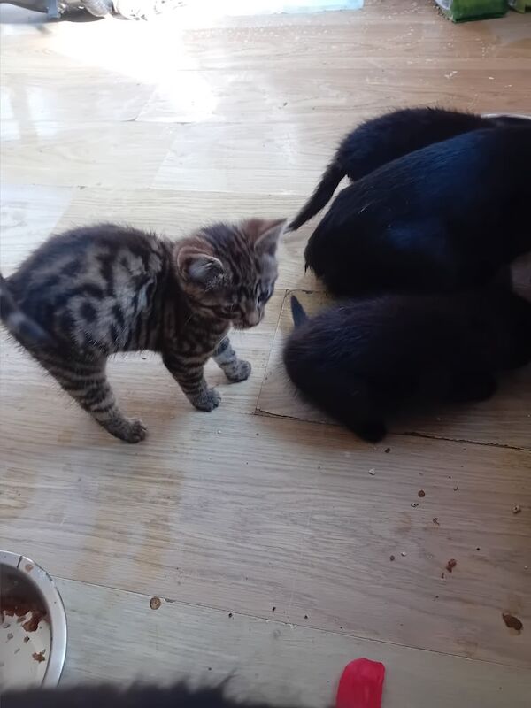Kittens 9 weeks old for sale in New Basford, Nottinghamshire | Image 3