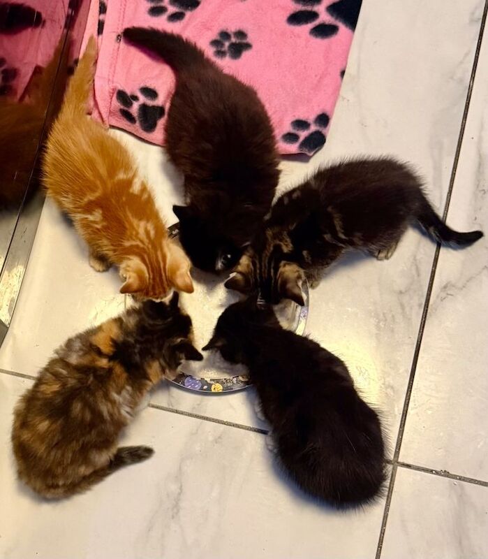 Kittens 9 weeks old - Image 2 of 4