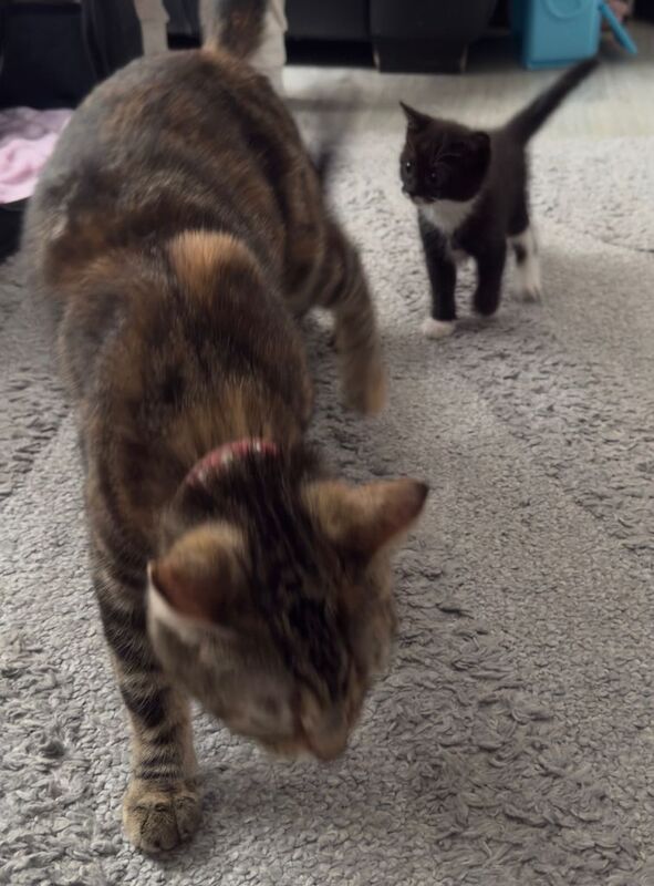 Kittens 9 weeks old - Image 3 of 4